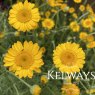 Anthemis tinctoria 'Kelwayi'