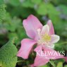 Aquilegia SPRING MAGIC ROSE AND WHITE (Spring Magic Series)