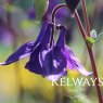 Aquilegia vulgaris (2 litre pot)