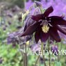 Aquilegia vulgaris var. stellata 'Black Barlow' (Barlow Series) (d)