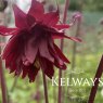 Aquilegia vulgaris var. stellata 'Ruby Port' (d)