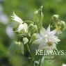 Aquilegia vulgaris var. stellata 'White Barlow' (Barlow Series) (d)