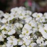 Arabis alpina subsp. caucasica LITTLE TREASURE WHITE ('Aralba')