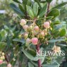 Arbutus unedo f. rubra ROSELILY ('Minlily' PBR) (10 litre pot)