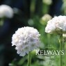 Armeria maritima 'Alba'