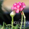 Armeria maritima 'Splendens' (9cm pot)