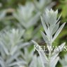 Artemisia ludoviciana 'Silver Queen'