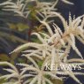 Aruncus dioicus (m)