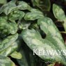 Asarum splendens