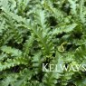 Asplenium scolopendrium 'Angustatum'