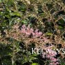 Astilbe 'Sprite' (simplicifolia hybrid)