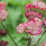 Astrantia major Gill Richardson Group
