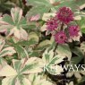 Astrantia major 'Star of Magic' (v)
