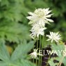 Astrantia major subsp. involucrata 'Moira Reid'