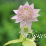 Astrantia maxima