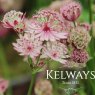 Astrantia major Sparkling Stars Pink ('Westarpin') (Sparkling Stars Series)