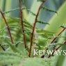 Athyrium filix-femina subsp. angustum f. rubellum 'Lady in Red'