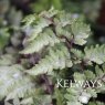 Athyrium niponicum var. pictum 'Red Beauty'