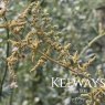 Atriplex halimus