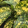 Aucuba japonica 'Crotonifolia' (f/v) (3 litre pot)