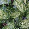Aucuba japonica 'Golden King' (m/v) (3 litre pot)