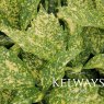 Aucuba japonica 'Golden Spangles' (f/v)