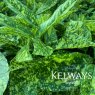 Aucuba japonica 'Mr Goldstrike' (m/v)