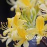 Rhododendron luteum (A)