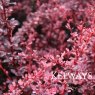 Berberis thunbergii f. atropurpurea 'Harlequin' (v) (3 litre pot)