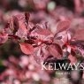 Berberis thunbergii f. atropurpurea 'Rose Glow' (v) (10 litre pot)