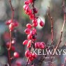 Berberis thunbergii f. atropurpurea 'Rosy Rocket' PBR (v)