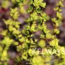 Berberis thunbergii 'Pow-wow'