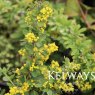 Berberis x carminea 'Pirate King'