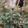 Berberis x carminea 'Pirate King'