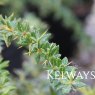 Berberis x frikartii 'Telstar'