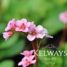 Bergenia 'Autumn Magic'