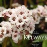 Bergenia 'Bach'