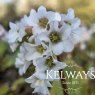 Bergenia 'Bressingham White'