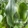 Bergenia 'Silberlicht'