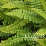 Blechnum penna-marina