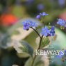 Brunnera macrophylla 'Dawson's White' (v)