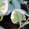 Brunnera macrophylla 'Dawson's White' (v)