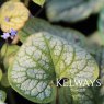 Brunnera macrophylla 'Looking Glass'