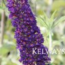 Buddleja davidii 'Black Knight' (3 litre pot)