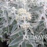 Buddleja 'Morning Mist' PBR