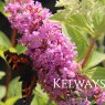Buddleja 'Pink Delight'