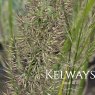 Calamagrostis brachytricha
