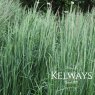 Calamagrostis x acutiflora 'Karl Foerster'