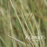 Calamagrostis x acutiflora 'Overdam' (v)