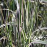 Calamagrostis x acutiflora 'Overdam' (v)